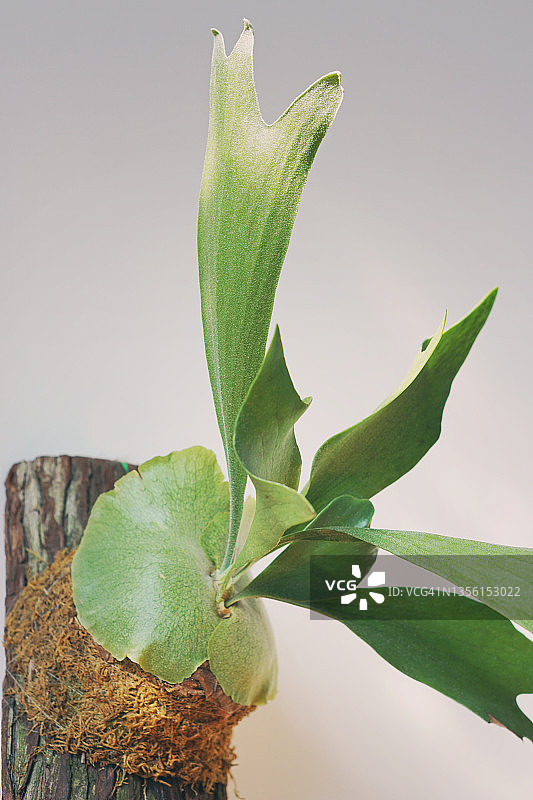 鹿角蕨图片素材