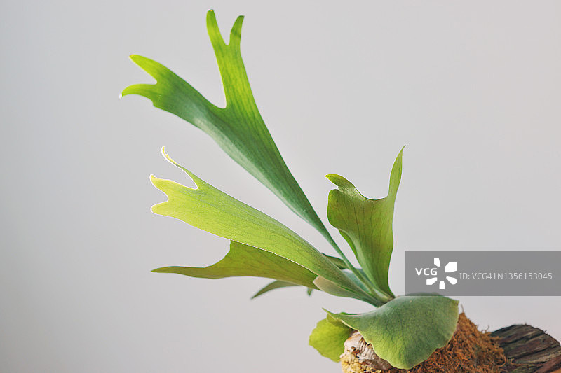 鹿角蕨图片素材