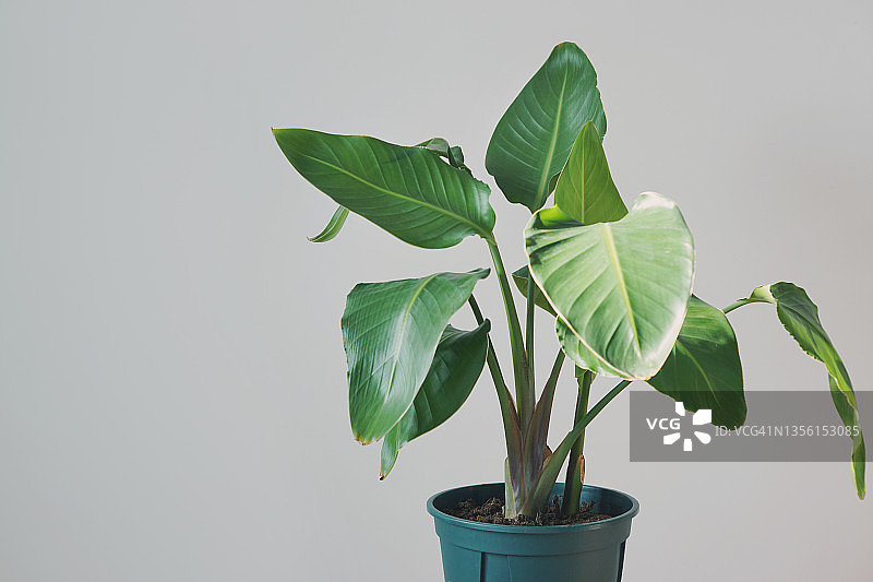 天堂鸟植物图片素材