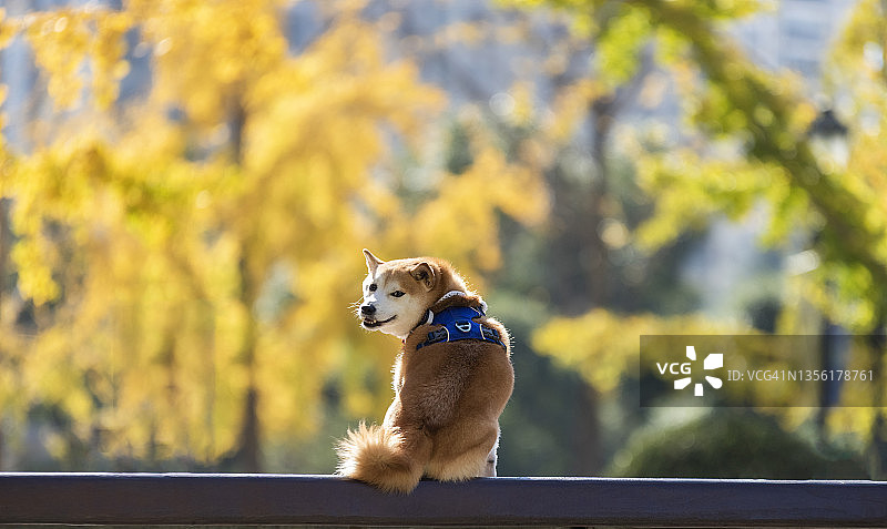 我的宠物shiba inu图片素材