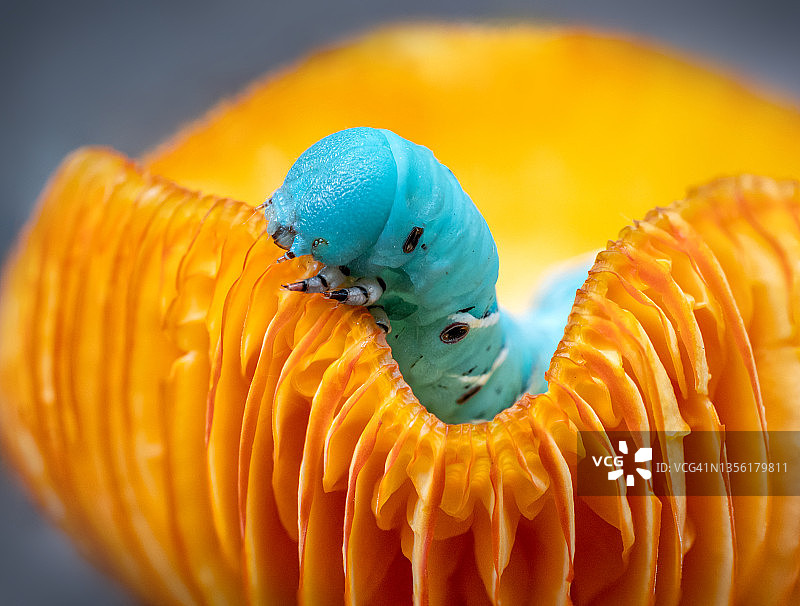 番茄天蛾幼虫啃食橙色蜡蘑菇图片素材