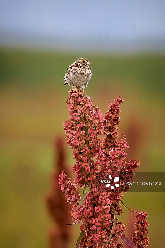 华盛顿州威利湿地附近的歌带鹀图片素材