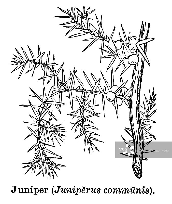 植物学古老雕刻插图：普通杜松图片素材