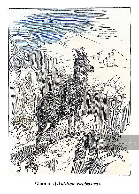 羚羊或欧洲盘羊的古老雕刻插图图片素材