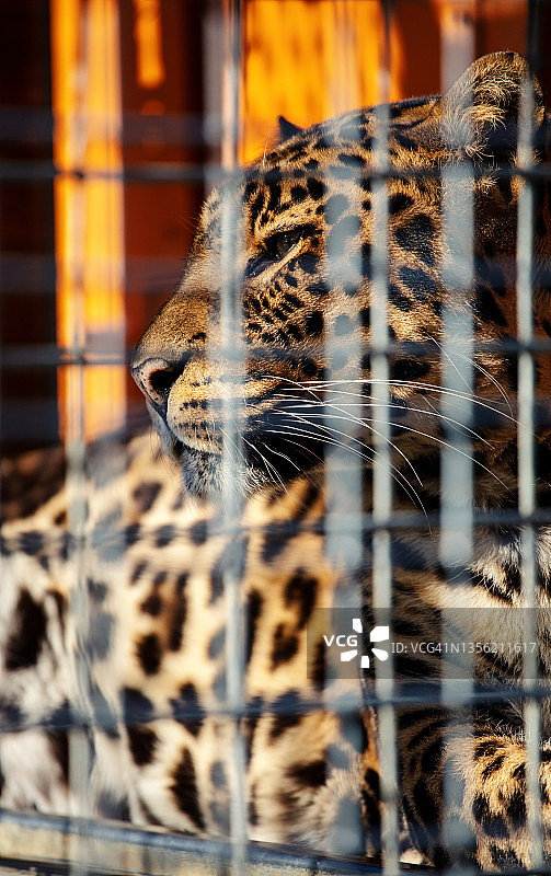 笼子里的豹子图片素材