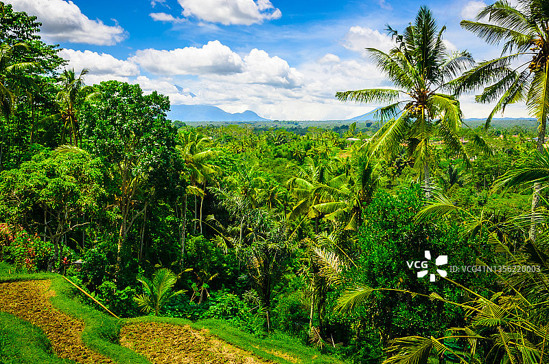 印度尼西亚巴厘岛的美丽丛林图片素材
