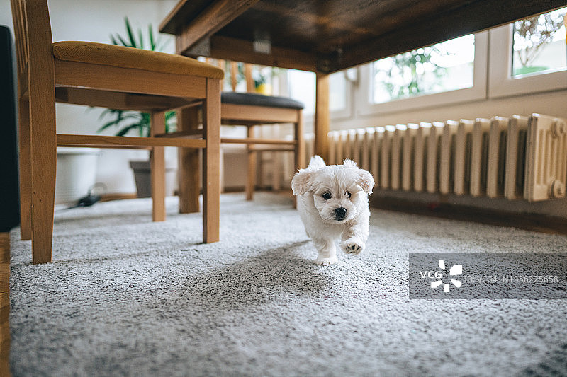 可爱的小比熊犬在房子里奔跑图片素材