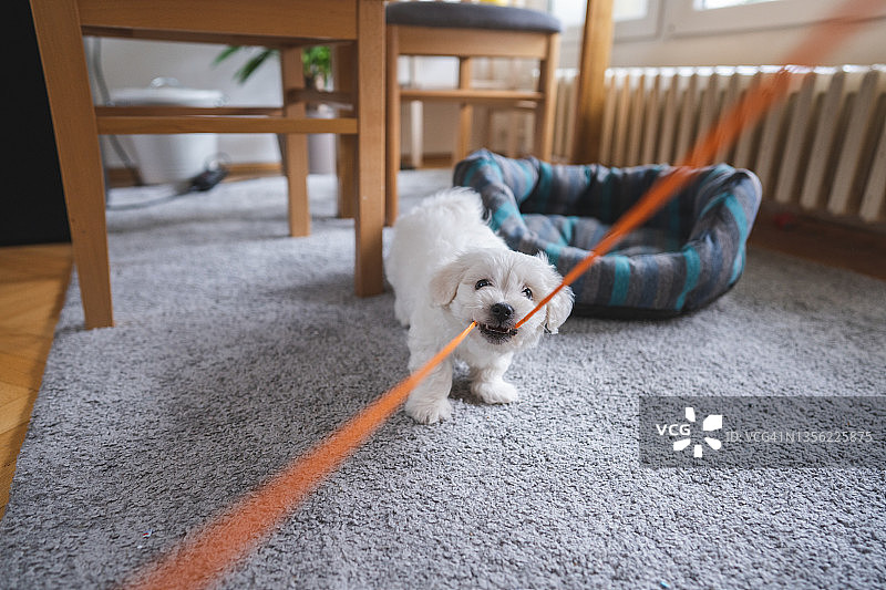 可爱比熊犬在客厅里咬绳子玩耍图片素材