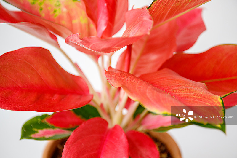 盆栽粉色银皇后（万年青）图片素材