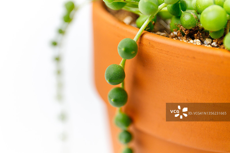 花盆里的佛珠（千里光属）图片素材