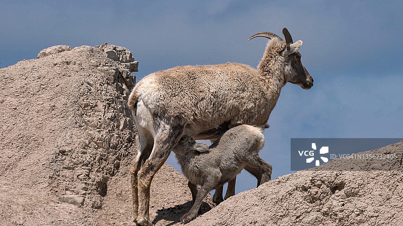 岩脊上喂养小羊羔的大角母羊图片素材