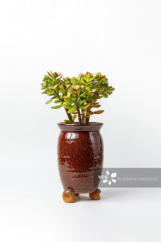 盆栽玉树图片素材