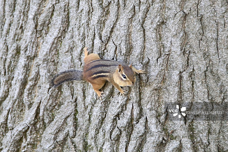 树上的花栗鼠图片素材