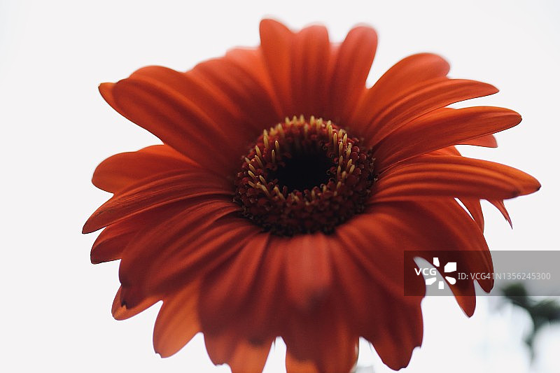 柔软的花瓣图片素材