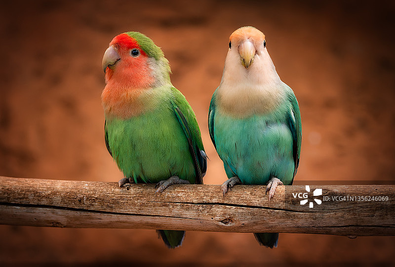 小型情侣鹦鹉图片素材