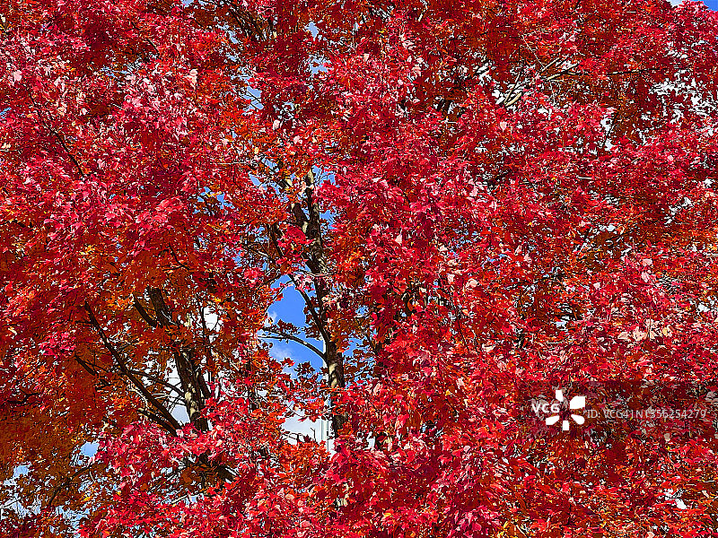 秋天里绚丽的红枫叶图片素材