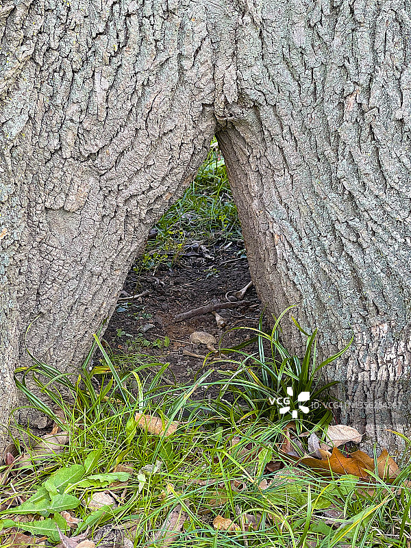 枫树底部连体树干图片素材