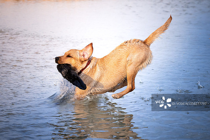 小狗跳入水中图片素材