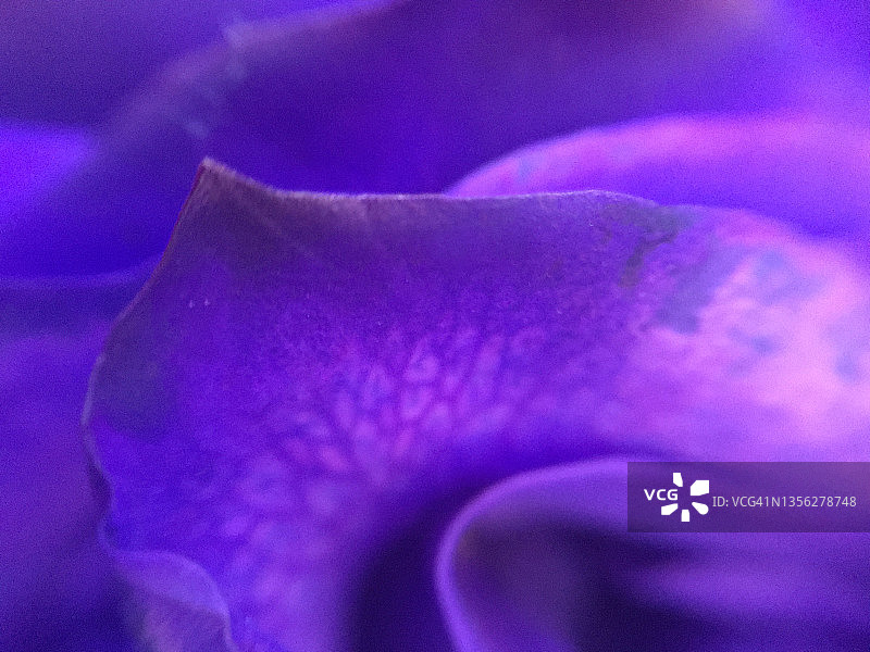 蓝色花瓣特写背景图片素材