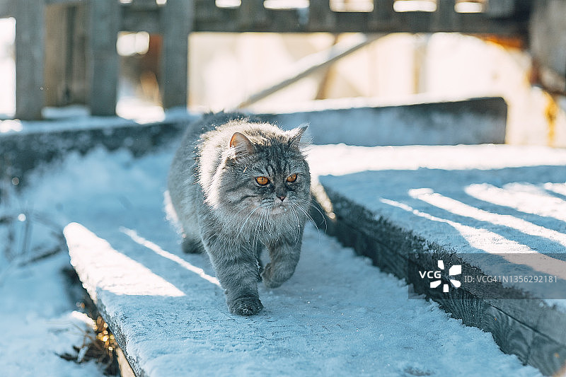 在俄罗斯村庄雪地台阶上行走的黄眼灰色猫咪图片素材