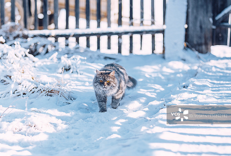 在俄罗斯村庄的蓝色雪地上行走的黄眼灰色猫图片素材
