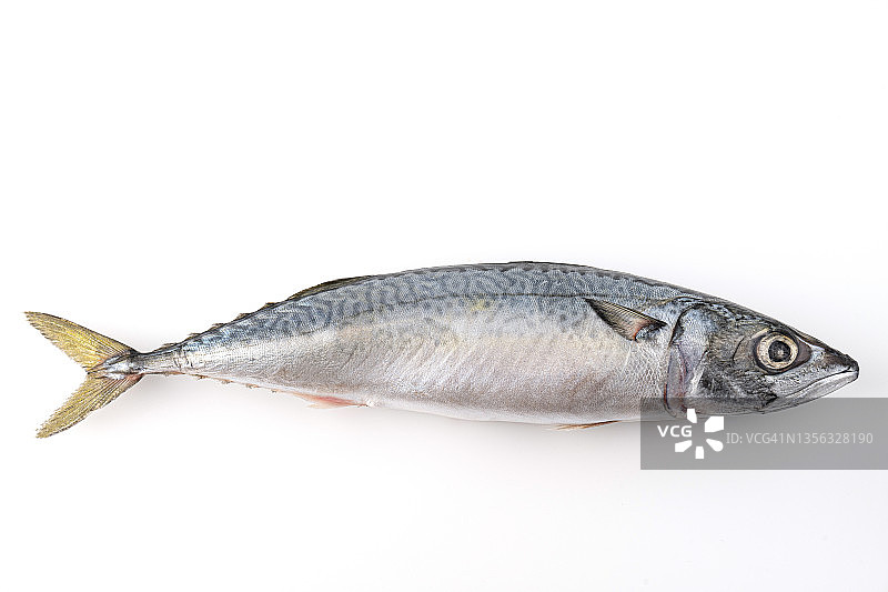 白色背景上的金枪鱼，北方蓝鳍金枪鱼图片素材