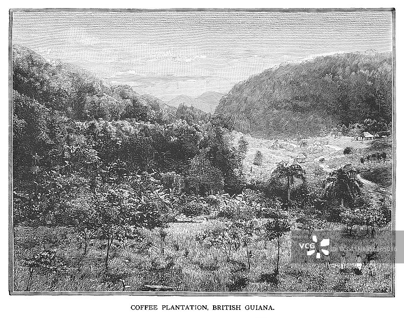 英属圭亚那咖啡种植园老式雕刻插图图片素材