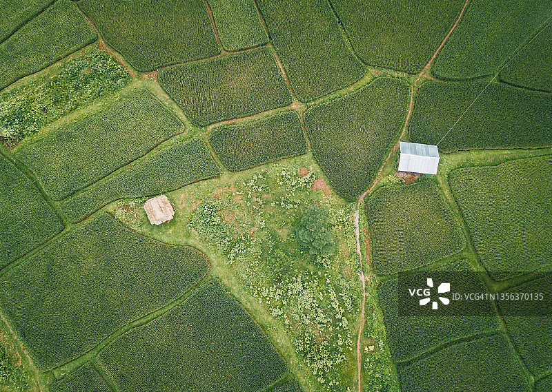 泰国难府萨潘村稻田航拍图片素材