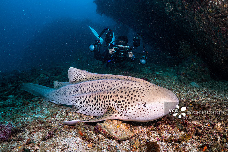 豹纹鲨鱼图片素材