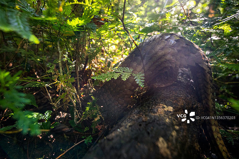 放归野外的穿山甲图片素材