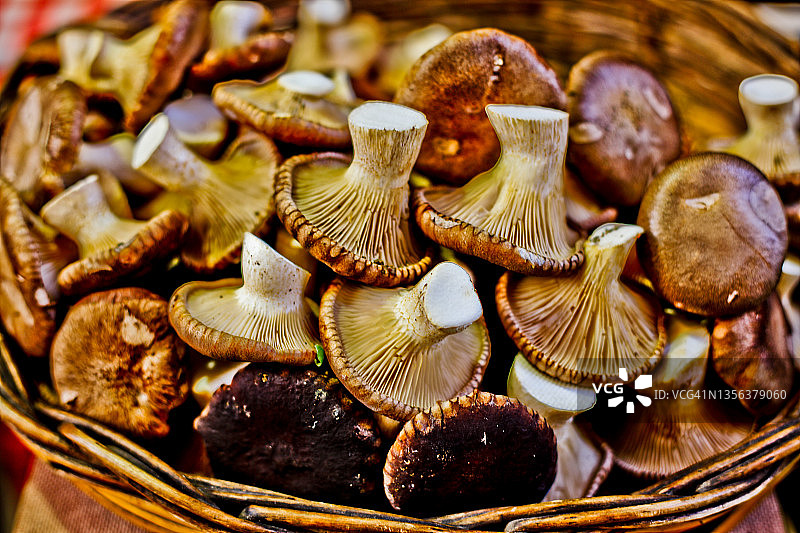 意大利巴里普利亚的野生蘑菇图片素材