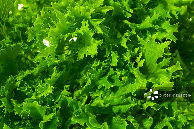 绿色新鲜生菜特写图片素材