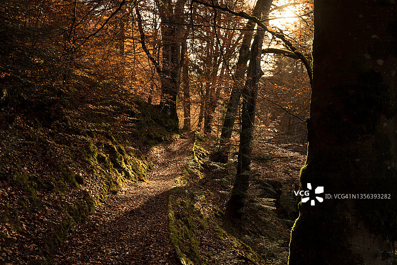 珀斯郡苏格兰高地秋色落叶林间小路图片素材