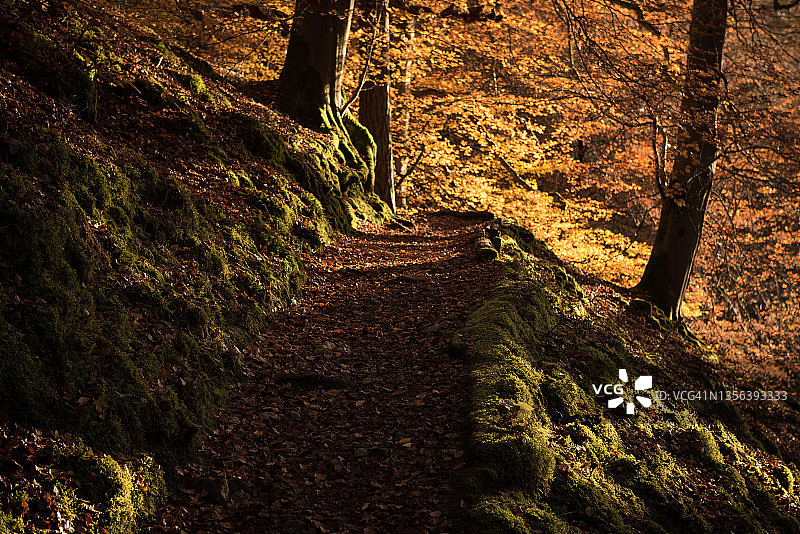 秋色落叶覆盖的林间小路，位于英国苏格兰高地珀斯郡图片素材
