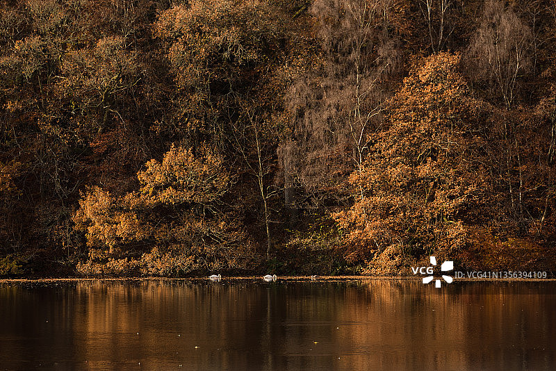 珀斯郡苏格兰高地美丽的秋色树木倒映在平静的水面上，天鹅在远处游泳的如画河岸图片素材
