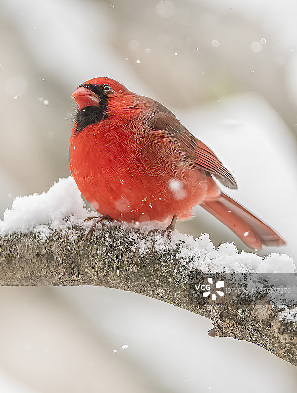 红衣主教图片素材