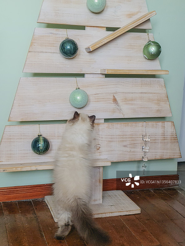 好奇的猫在家里的新圣诞树旁图片素材