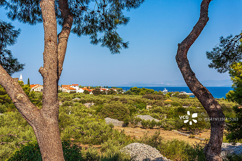 克罗地亚布拉奇岛苏佩塔尔港口橄榄园风光图片素材