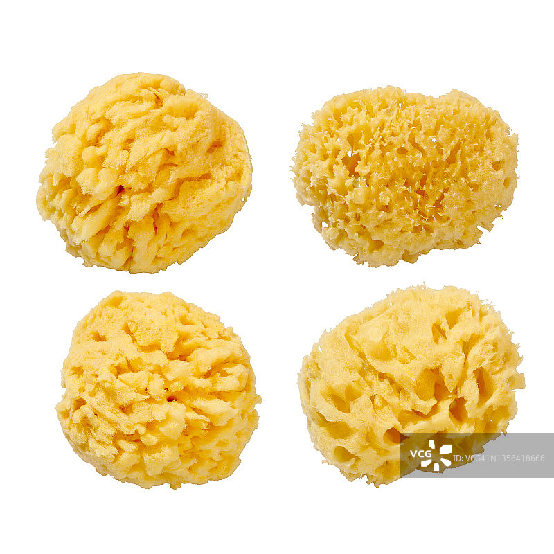 白色背景上的天然海绵图片素材