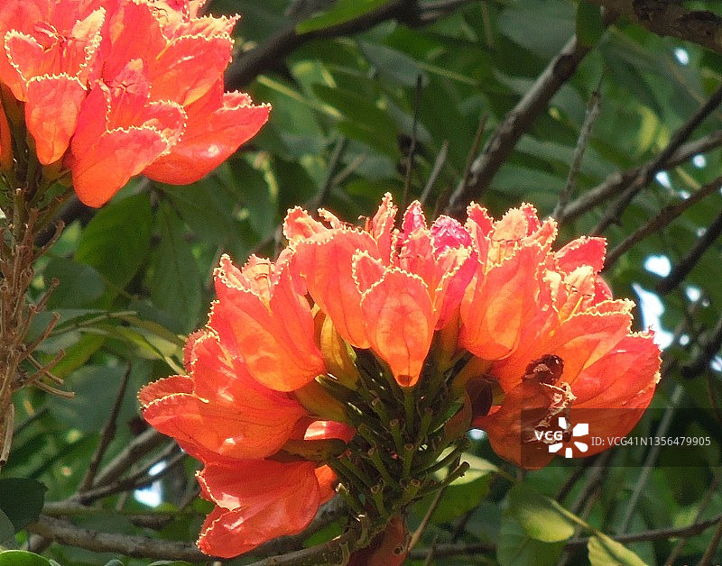 非洲郁金香树的橘红色花朵图片素材