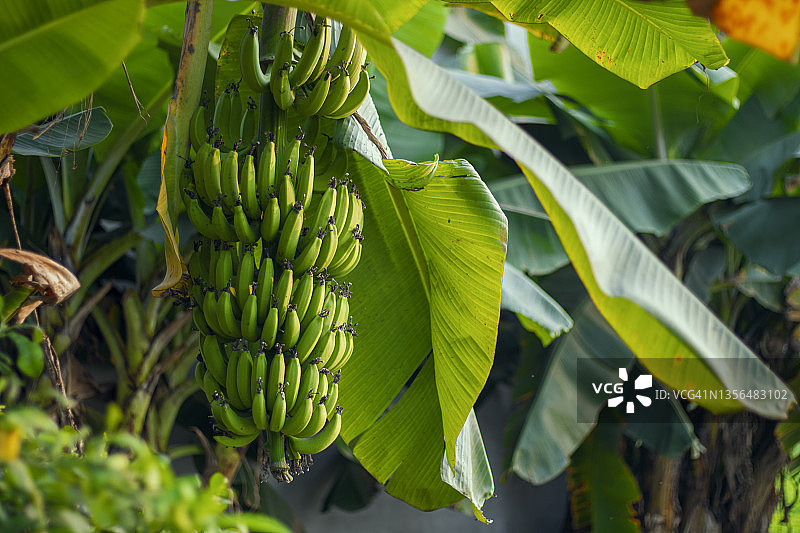 树上的未成熟香蕉：香蕉作物种植图片素材