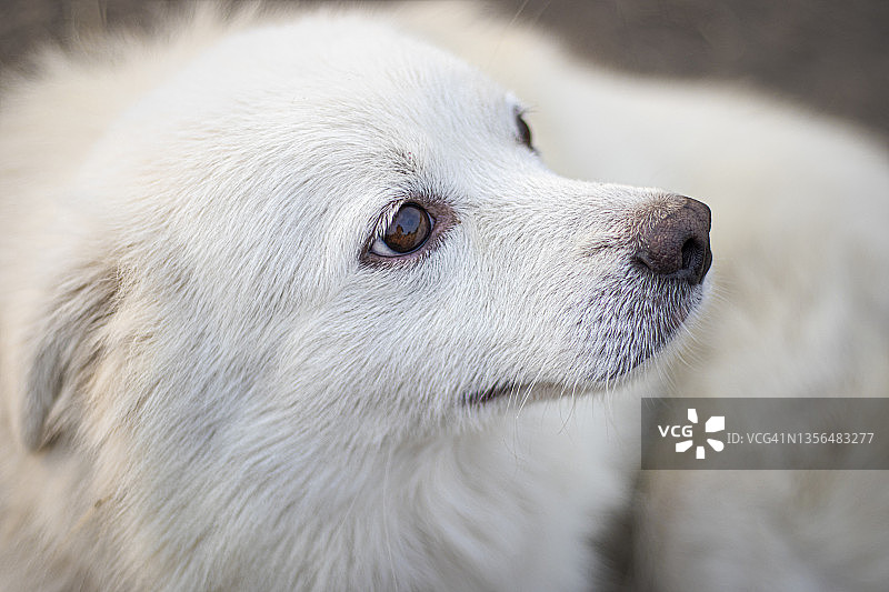 白色博美犬面部特写图片素材