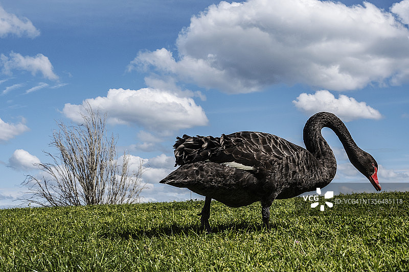 墨尔本的黑天鹅，澳大利亚图片素材