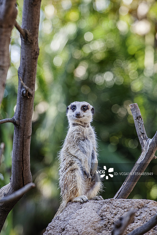 站岗的猫鼬图片素材