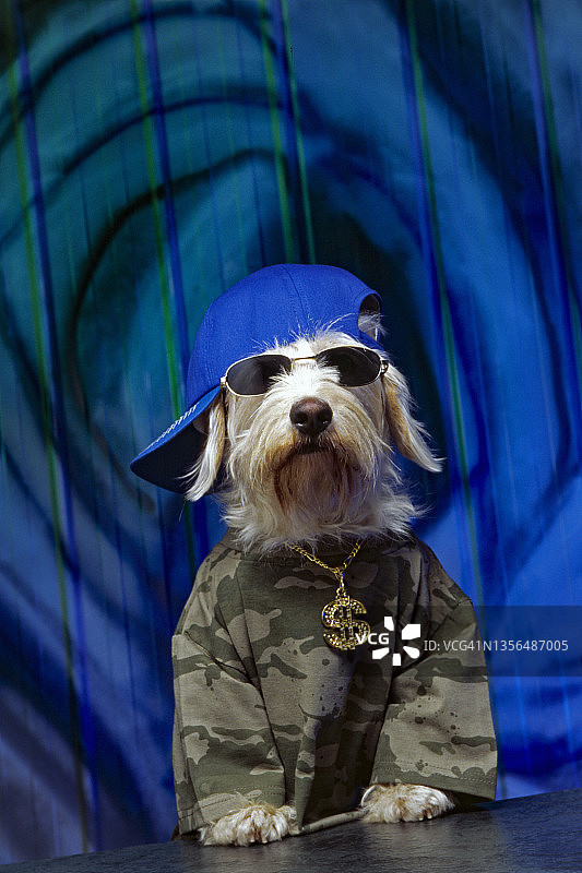 酷狗，Schnocker品种图片素材