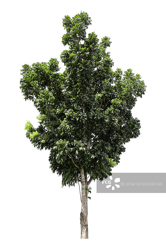 白色背景上隔离的绿色大树，带裁剪路径图片素材