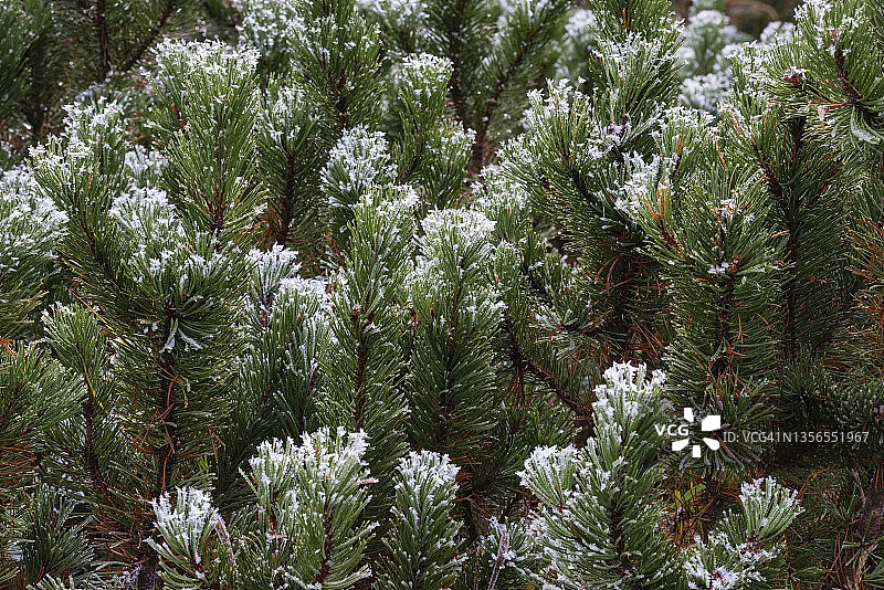 山松上的霜图片素材