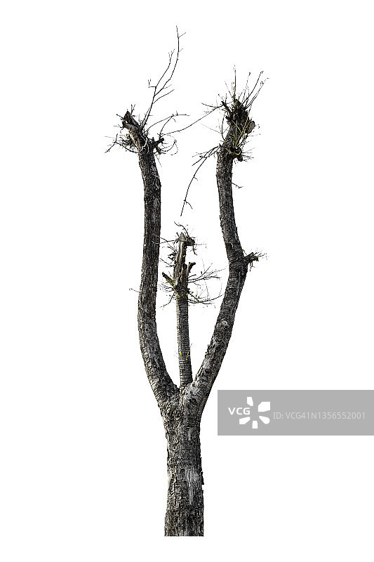 以白色背景为衬托的光秃秃的树，带裁剪路径图片素材