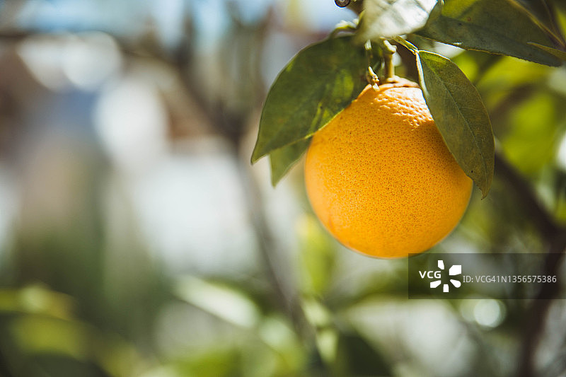 树枝上的橙子图片素材
