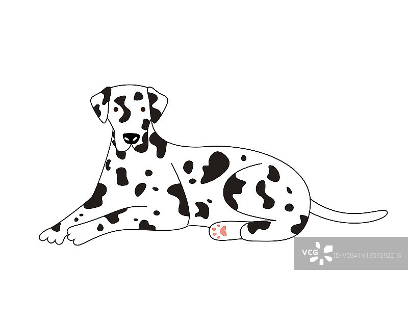 可爱的白色斑点达尔马提亚犬，白色背景图片素材